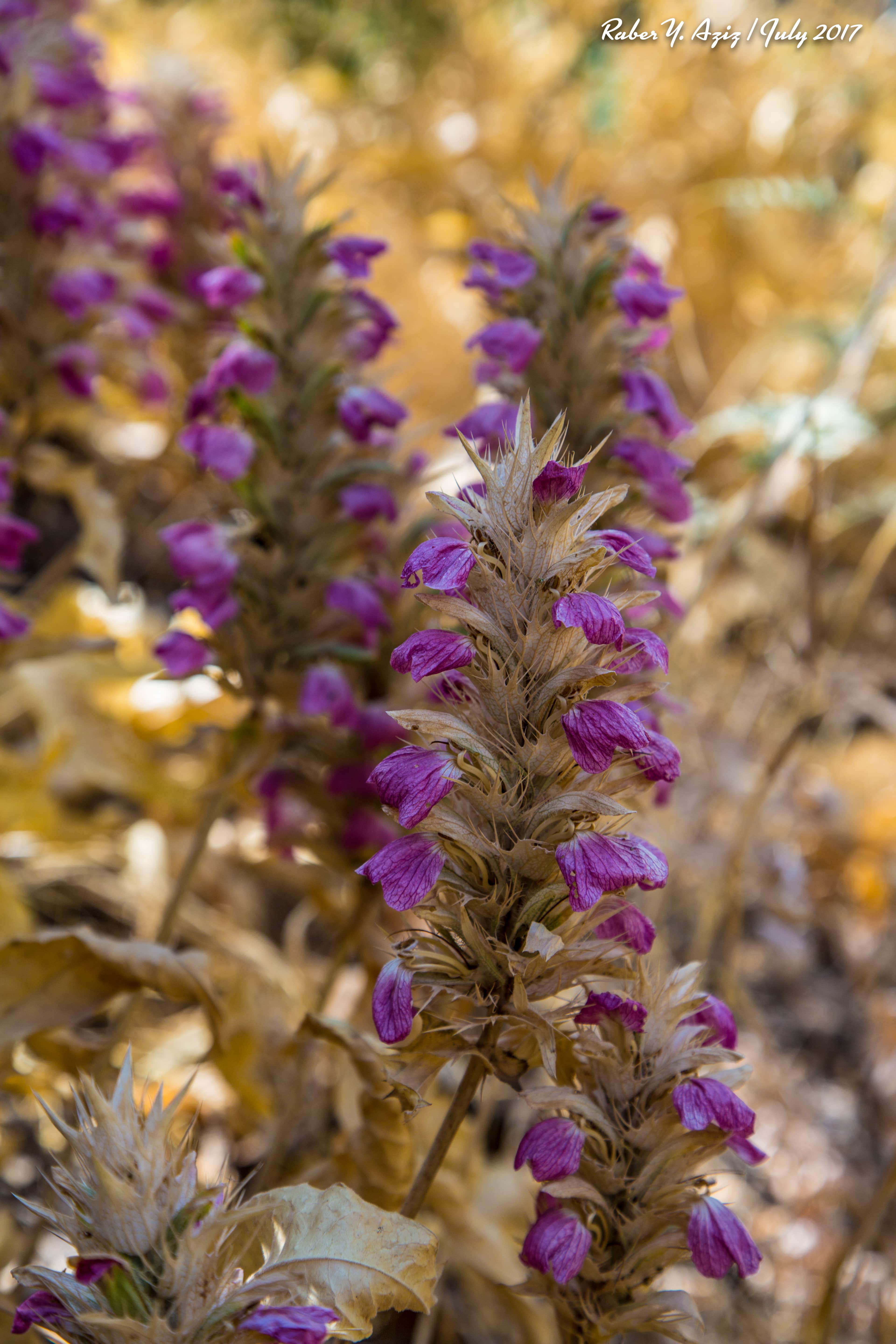 Gali Sherana in the province of Duhok, the Kurdistan Region. (Photo: Raber Aziz)